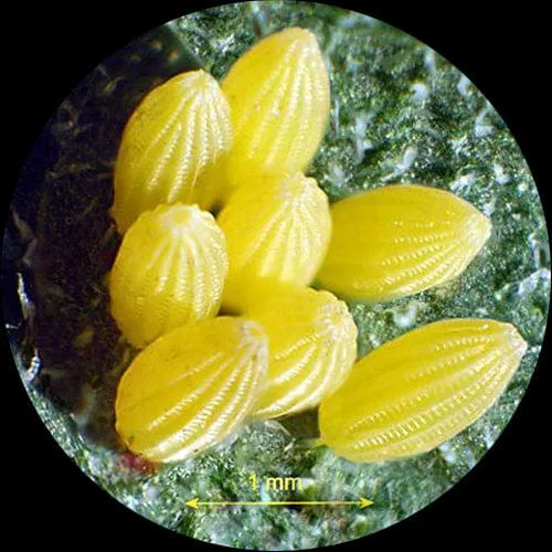 AmScope SM-6 Series Zoom Trinocular Stereo Microscope 7X-45X Magnification on Articulating Arm with Fluorescent Light and 1.3MP Digital Camera